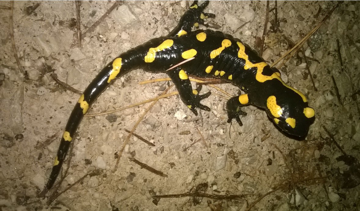 Ma io La conosco... - Salamandra salamandra